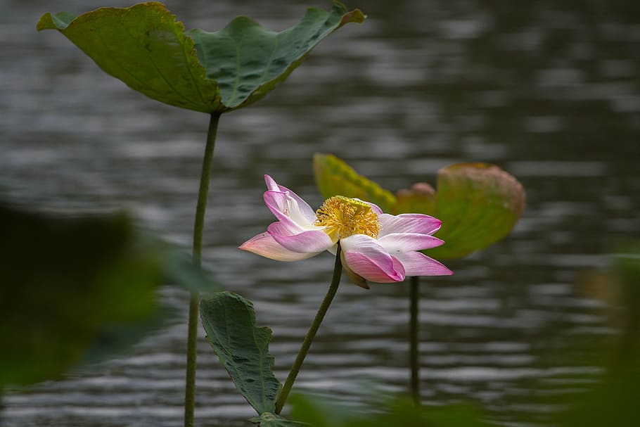 Lotus, bunga, daun teratai, cerah, tanaman air, bua ban, air, Danau teratai, hijau, teratai merah muda