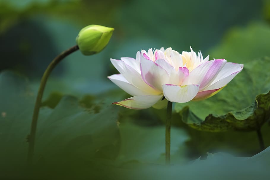 hanoi, lotus, viet, nam, flower, flowering plant, plant, water lily, beauty in nature, freshness