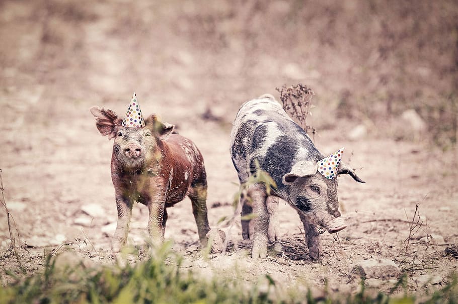 dois, porcos, campo, chapéus de festa, caprichoso, animais, engraçado, fazenda, sujo, festa