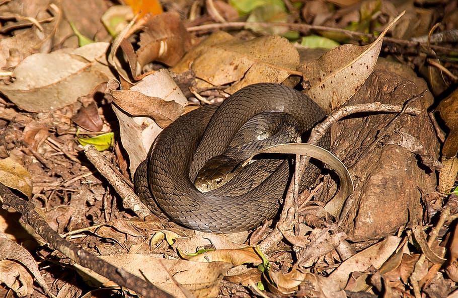 rough scaled snake, australia, queensland, snake, skin, venomous, grey, coiled, forest wild, animal