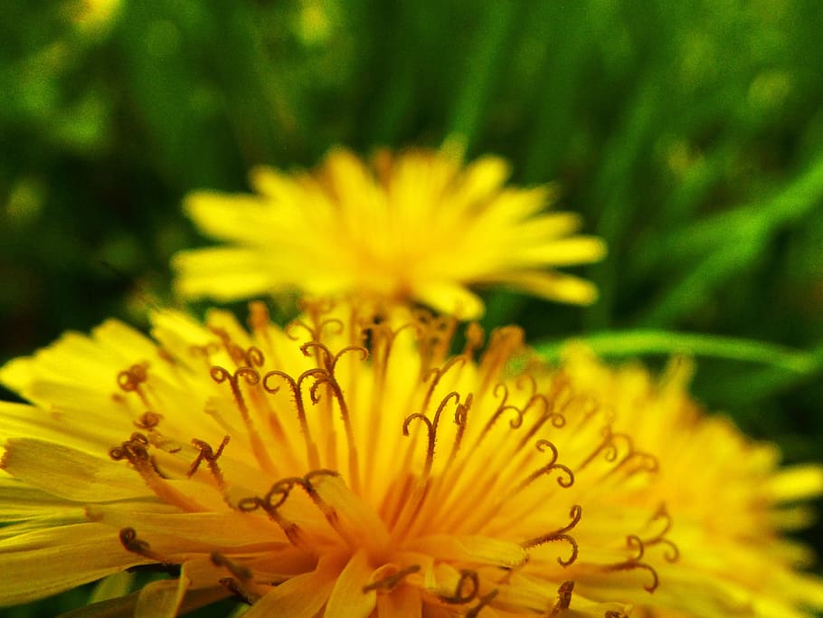 Dandelion, bunga, mikro, alam, tanaman, rumput, mikroskopis, musim semi, musim panas, kuning