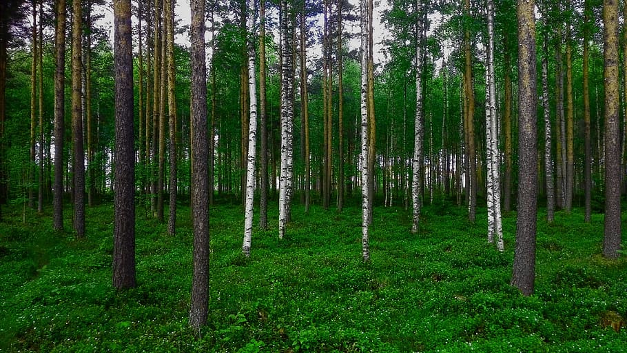 Forest, Birch, Pine, Nature, tree, woodland, green Color, outdoors, landscape, scenics