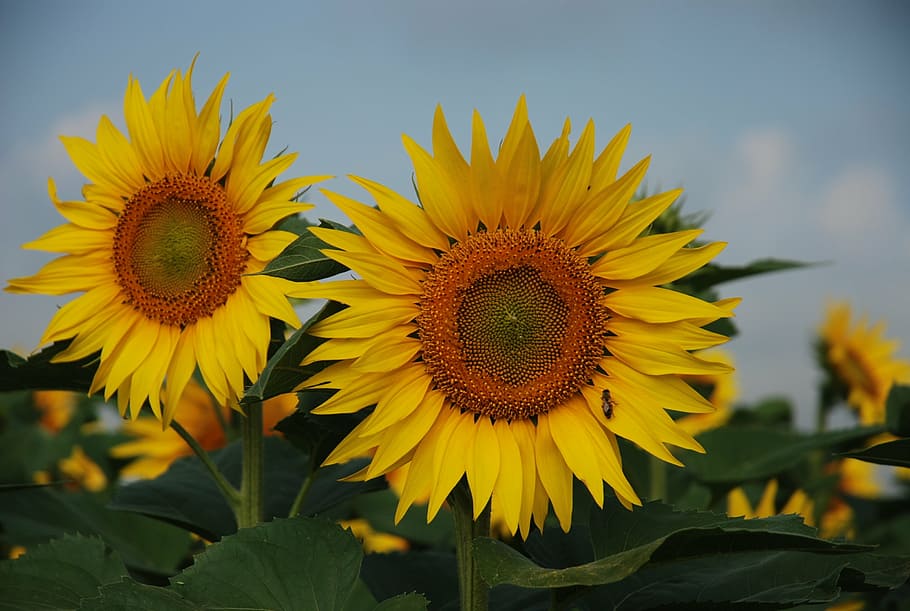 sunflower, sunflowers, flower, detail, yellow, nature, agriculture, summer, plant, outdoors