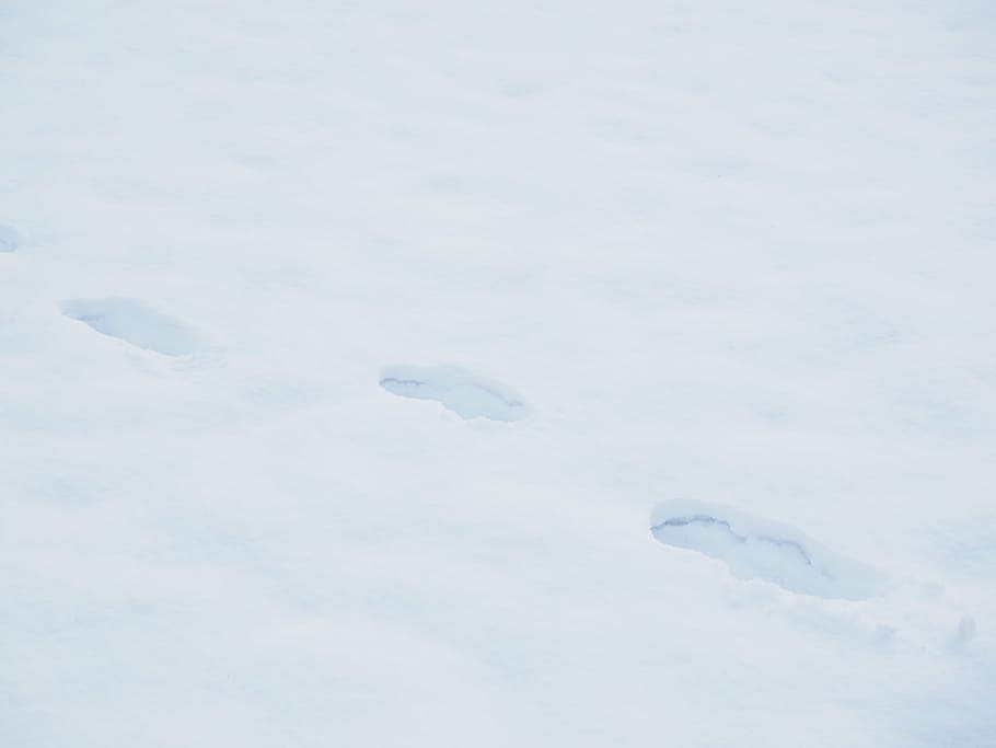 traces, footprints, snow, snow tramp, winter, white, nature, cold - Temperature, outdoors, footprint