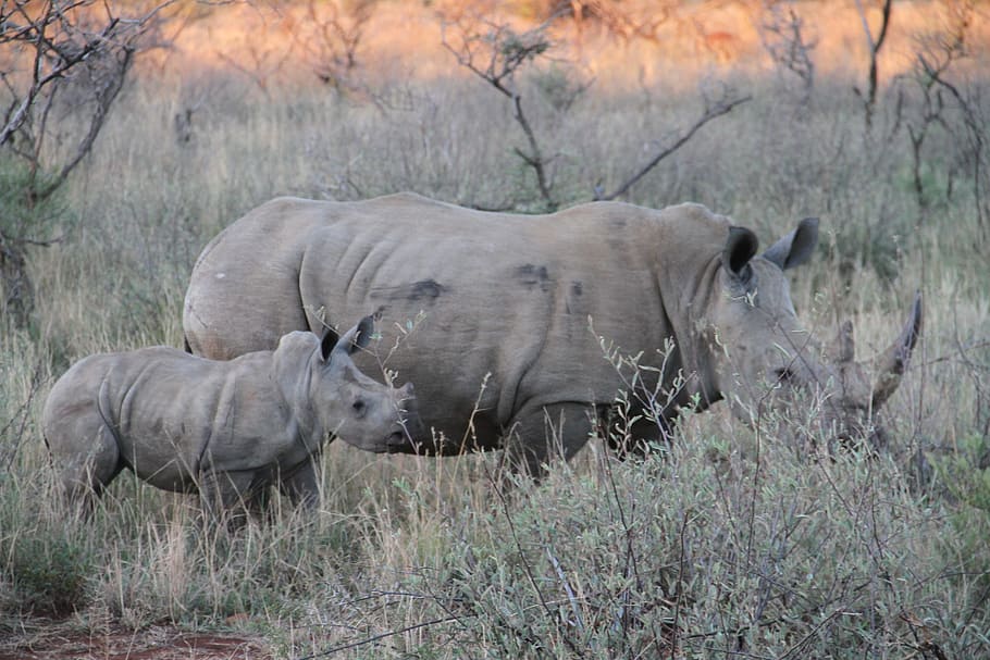 two, gray, rhinoceros, grass, Rhino, Endangered, Family, Pilanesberg, safari, animal
