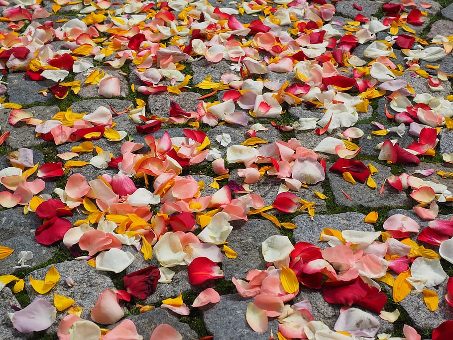 flowers petals, floor, rose petals, petals, wedding, red, love, scatter roses, scatter, scattered