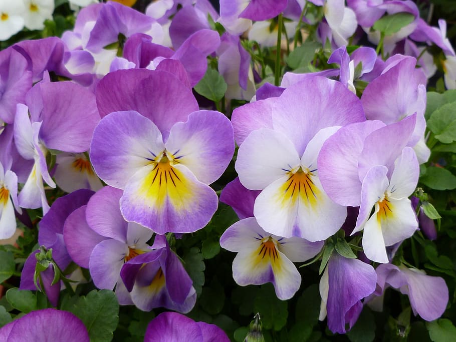 purple, yellow, flowers, daytime, pansies, garden pansy, floral, bloom, blossom, garden