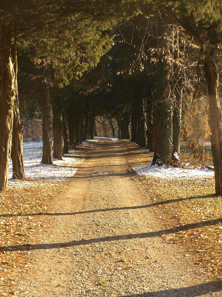 path, road, country, nature, trees, pathway, scenic, mood, light, countryside