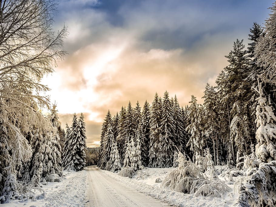 neve, inverno, branco, frio, clima, gelo, árvores, plantas, natureza, caminho