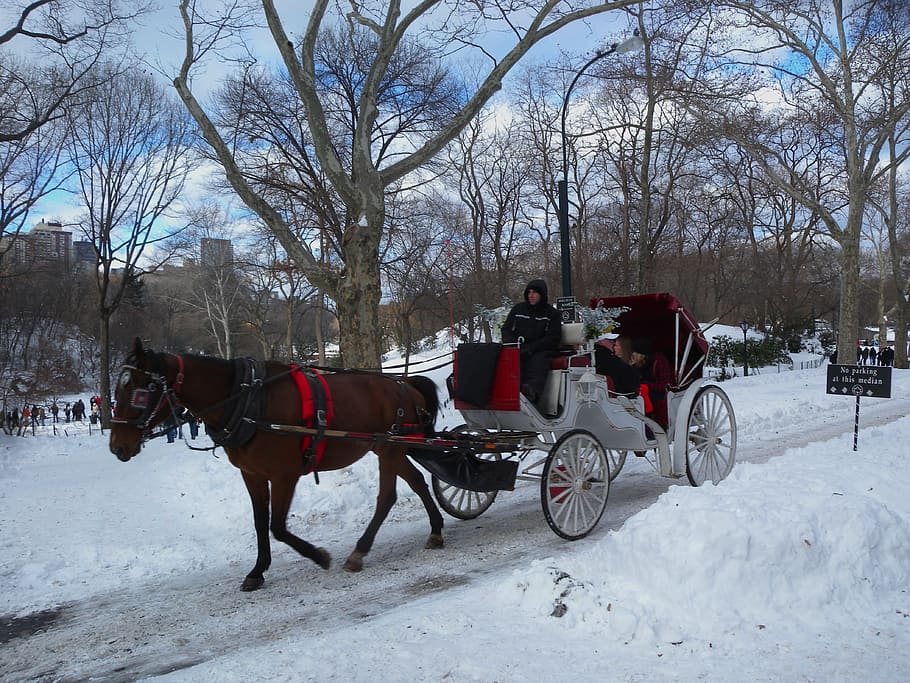 man, riding, carriage, snow field, daytime, new york city, horse, buggy, winter, snow