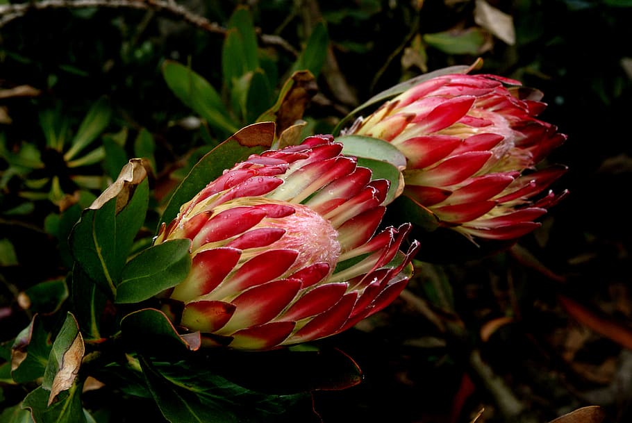 sugarbush, Protea, red flowers, plant, growth, flower, close-up, flowering plant, beauty in nature, freshness