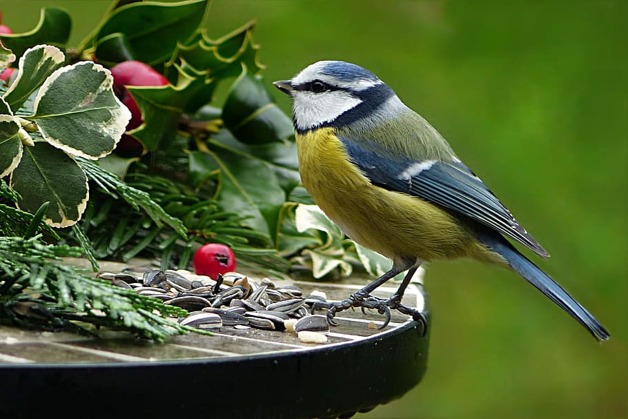 superficial, fotografía de enfoque, amarillo, azul, pájaro, encaramado, mesa, naturaleza, animal, tit
