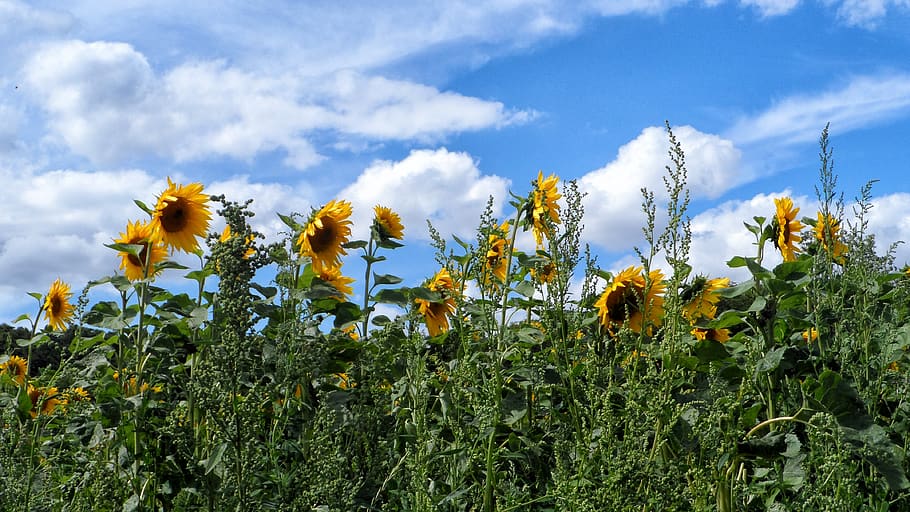 sunflower, flowers, nature, plant, growth, sky, flower, beauty in nature, cloud - sky, yellow