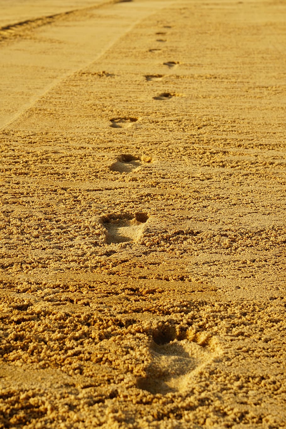 human, Footprints, Sand, Barefoot, Run, brown sand, tracks in the sand, footprint, track - imprint, paw print