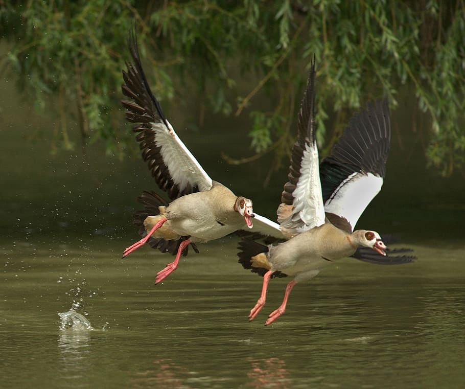 closeup, two, geese, flying, water, animals, bill, poultry, water bird, wild goose