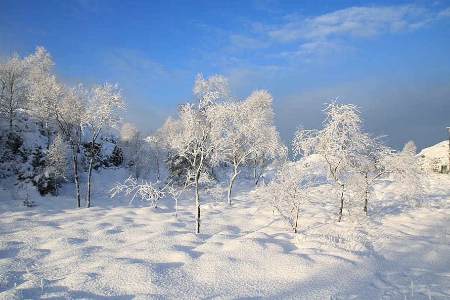salju, musim dingin, dingin, sifat, pemandangan, di luar rumah, putih, salju yg turun, awan-awan, pohon