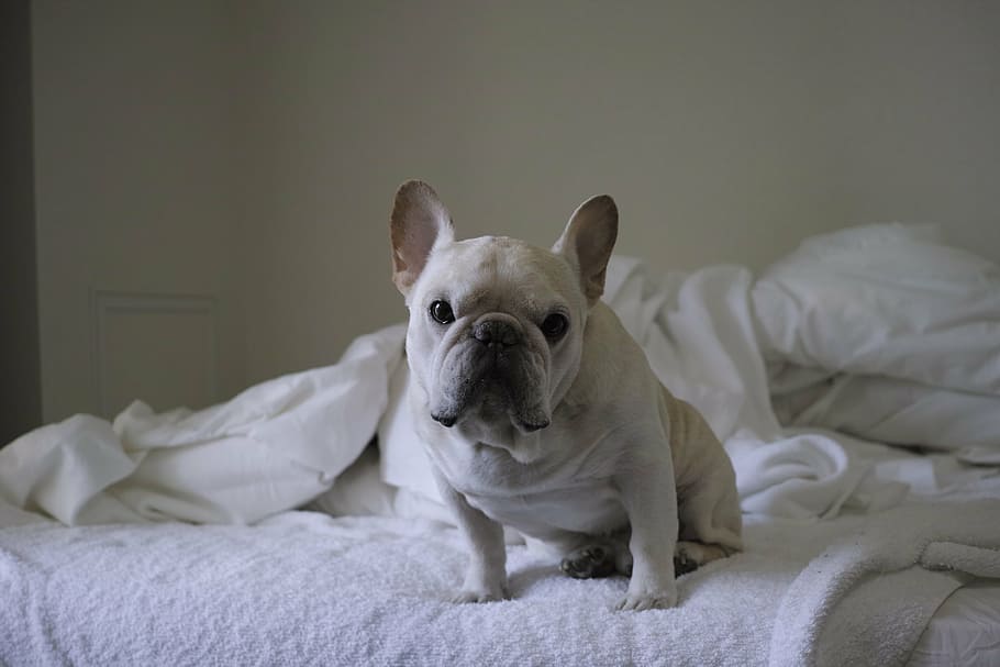 dog, cute, french bulldog, furniture, one animal, pets, canine, bed, domestic, domestic animals