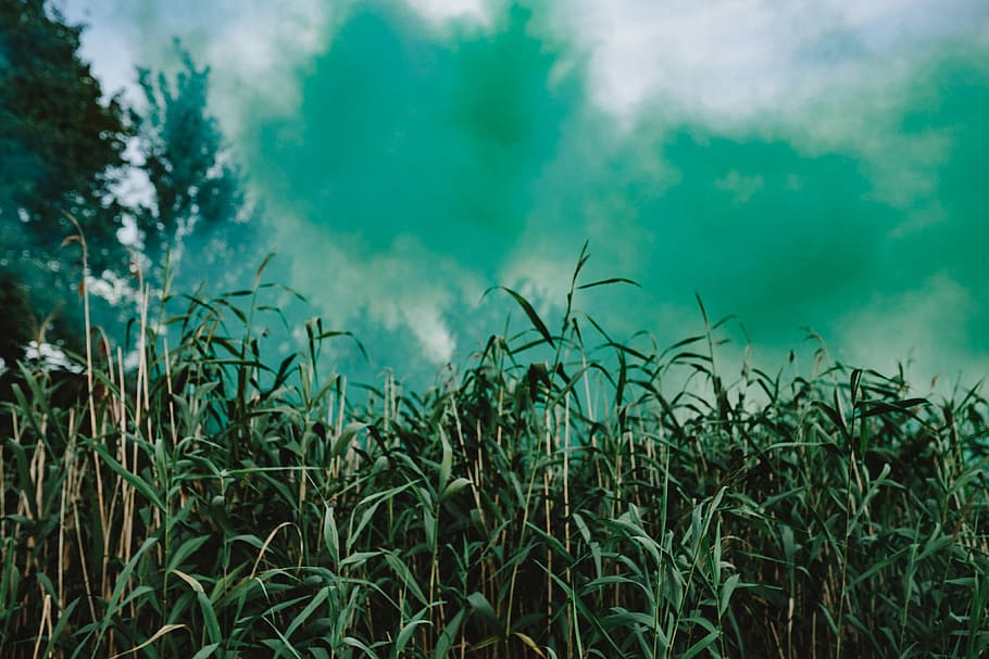 bomba de humo verde, bomba de humo, abstracto, fondo, al aire libre, humo verde, verde, naturaleza, hierba, nube - Cielo