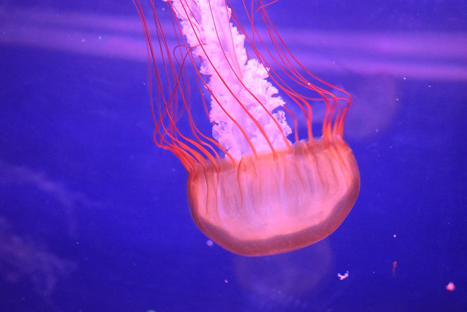 medusa, jellyfish, underwater, pink, blue, waterpolo, nature, animals in the wild, sea, animal wildlife