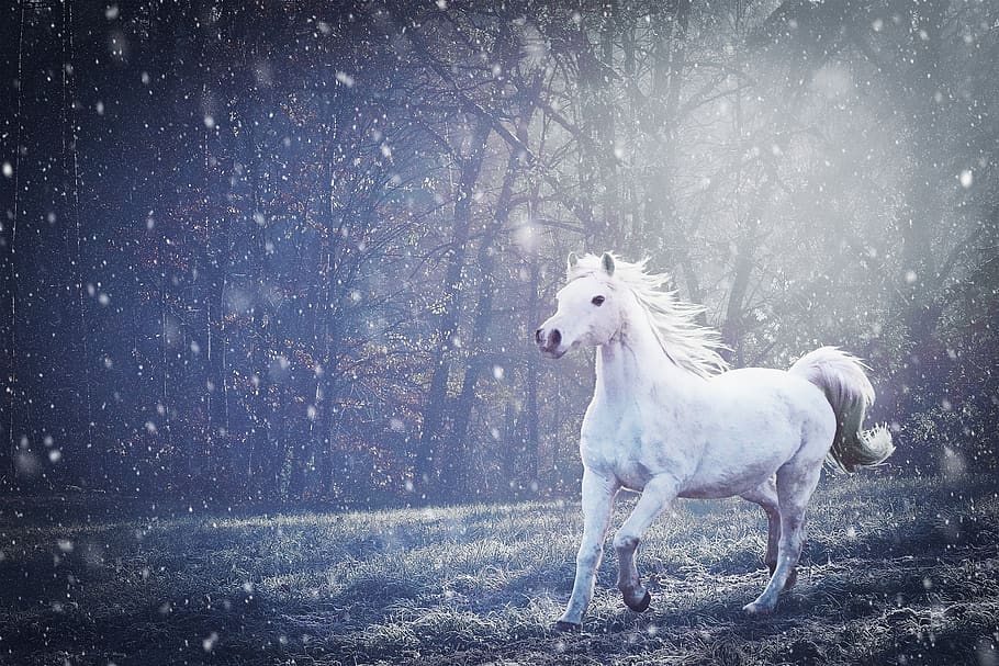 horse, pony, white, meadow, winter, snowflakes, gallop, nature, domestic, mammal