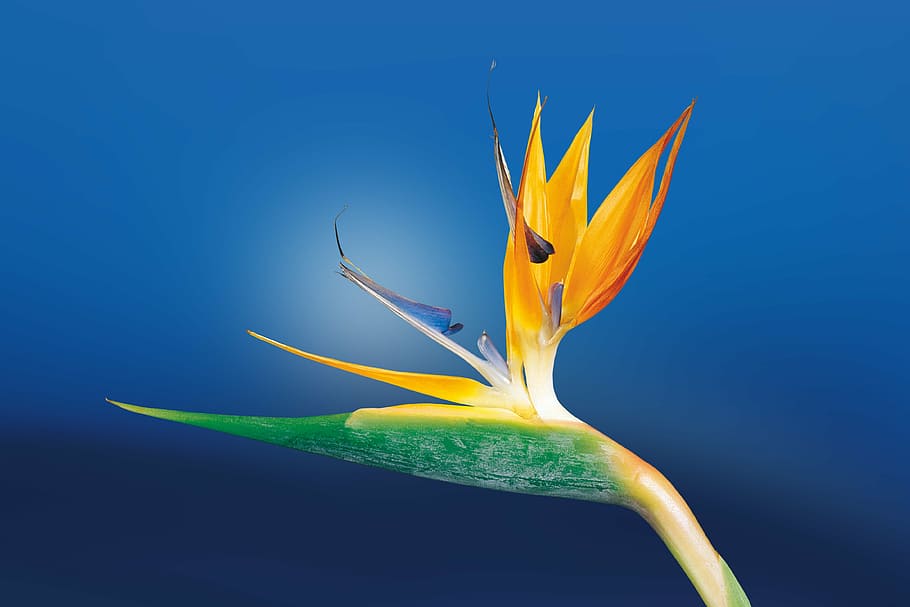 ilustração flor, caudata, strelitzia, ave do paraíso flor, orquídeas strelitzia, jardim botânico, áfrica, jardim, exótico, propagação