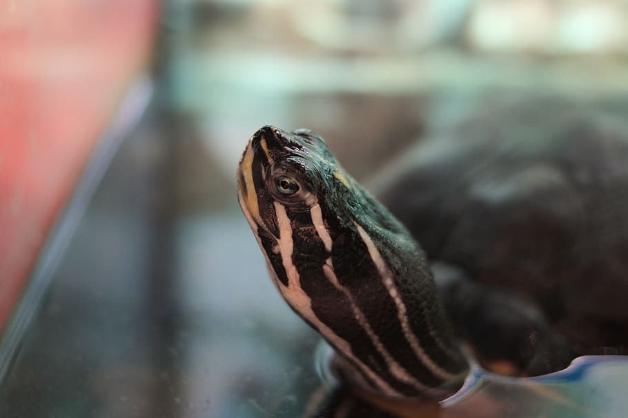 turtle, water turtle, reptile, aquarium, head, neck, eye, nose, mouth, ears