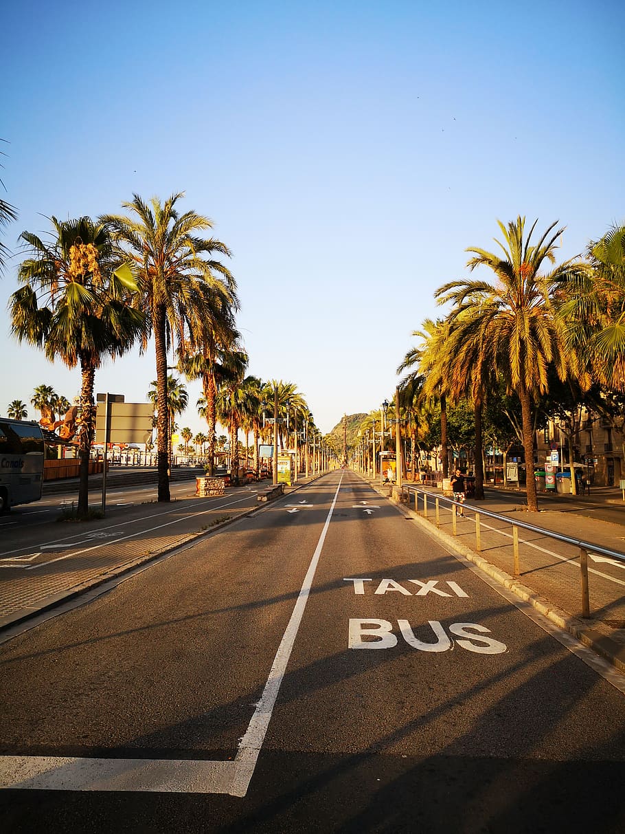 barcelona, spain, morning, city, catalonia, street, urban, the sky road, tropical climate, palm tree