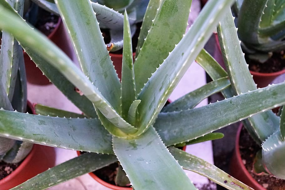 Aloe Vera, Plant, Healthy, Vitamin, nature, cactus, aloe, tropics, caribbean, real aloe