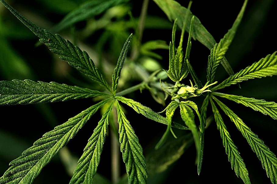 weed, plant, smoking, smoke, grass, marijuana, medical, crop, legal, nature