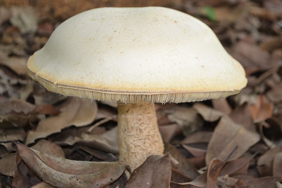 Mushroom, biggest mushroom i have ever seen, nature, close-up, fungus, day, outdoors, food, vegetable, leaf