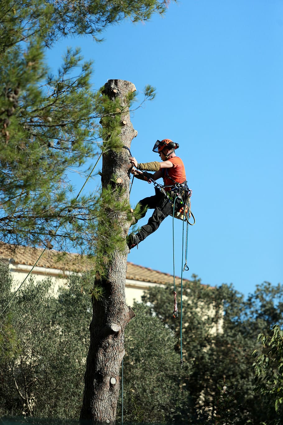 person, climbing, tree, daytime, work, tree trimming, cup, limbing, plant, nature