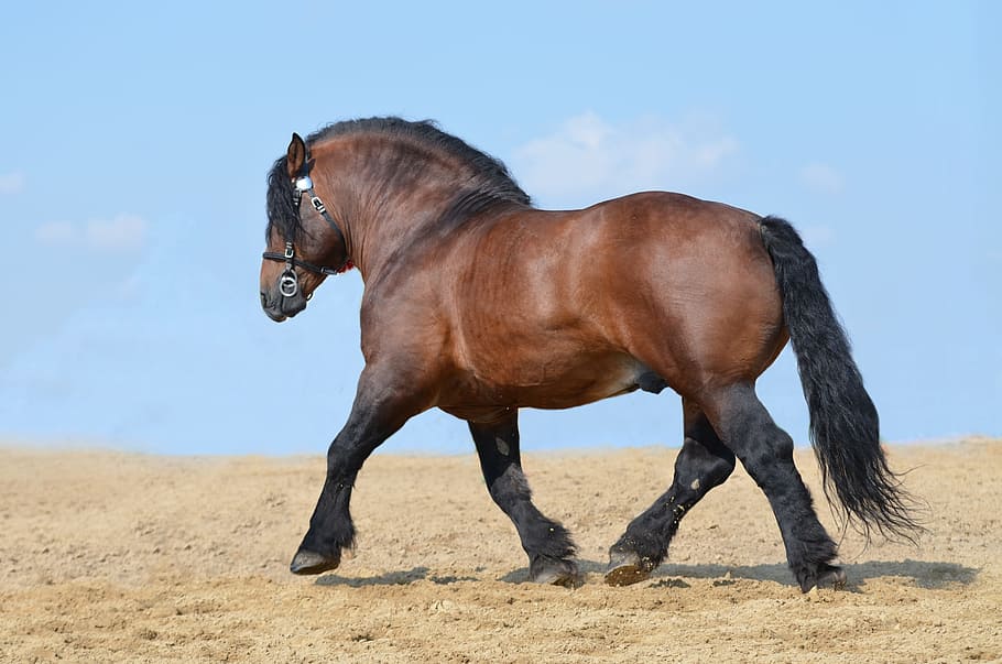 brown, horse, walking, sand, equine, heavy draft horse, stallion, agricultural, farming, polish draft horse