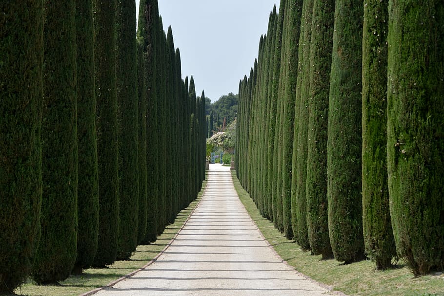 topiaries, side, empty, dirt road, datyime, Cypresses, Avenue, Driveway, Trees, access