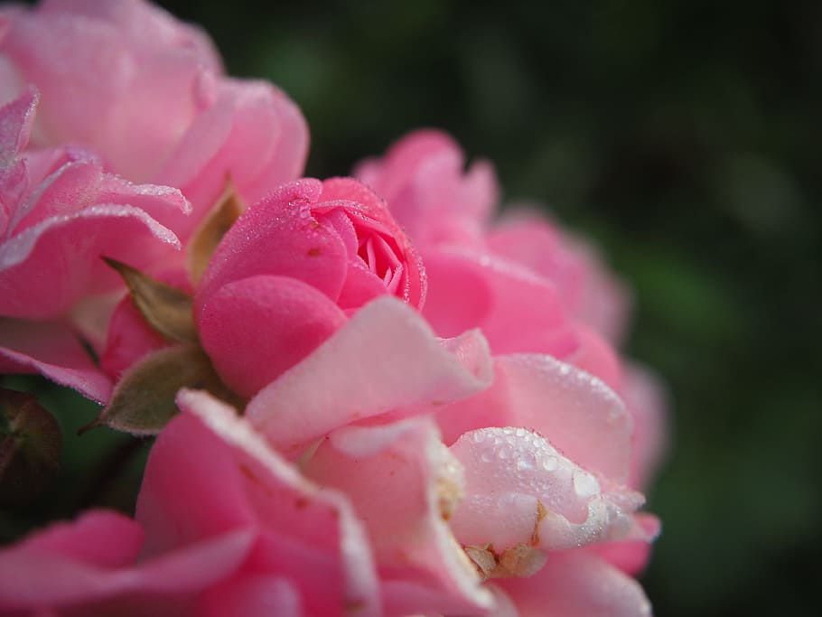 focus photography, pink, petaled flowers, rose, blossom, bloom, bud, flower, rose blooms, pink rose