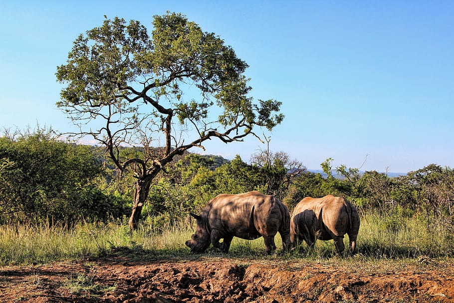 two, black, rhinoceros, eating, grass, tree, daytime, rhino, animal world, pachyderm