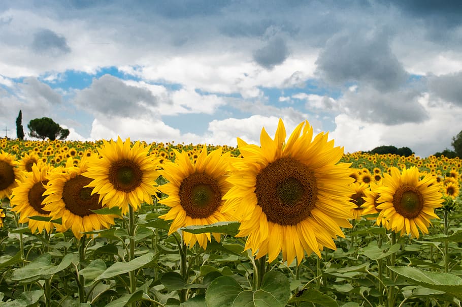 foto, tempat tidur, bunga bunga matahari, bunga matahari, taman, siang hari, bidang, kuning, langit, awan