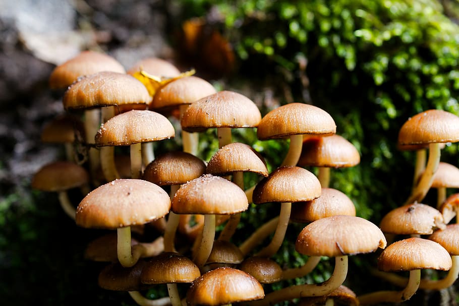 mushroom, rac, toadstool, autumn, cap, spore, nature, moss, toxic, food