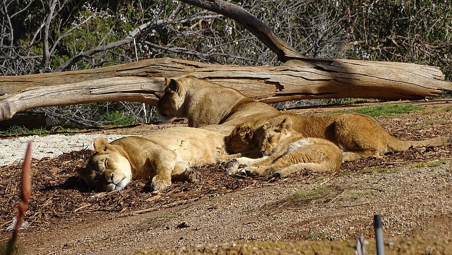 a pride of lions, lion, lions, wild lion, zoo animals, cat, tiger, werribee zoo, melbourne, mammal