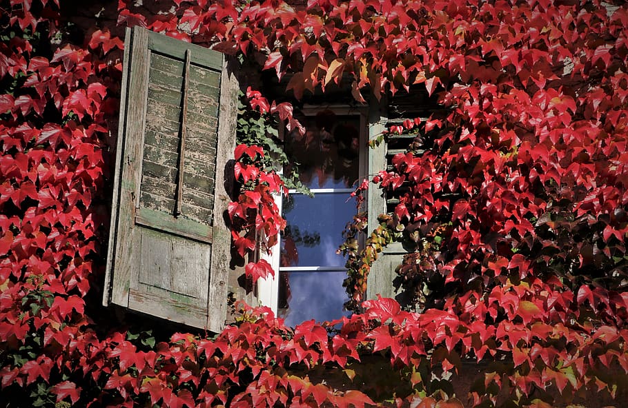 follaje, ventanas viejas, otoño, panel, escalada mauerwein, hiedra, oct, rojo, hojas, colapso