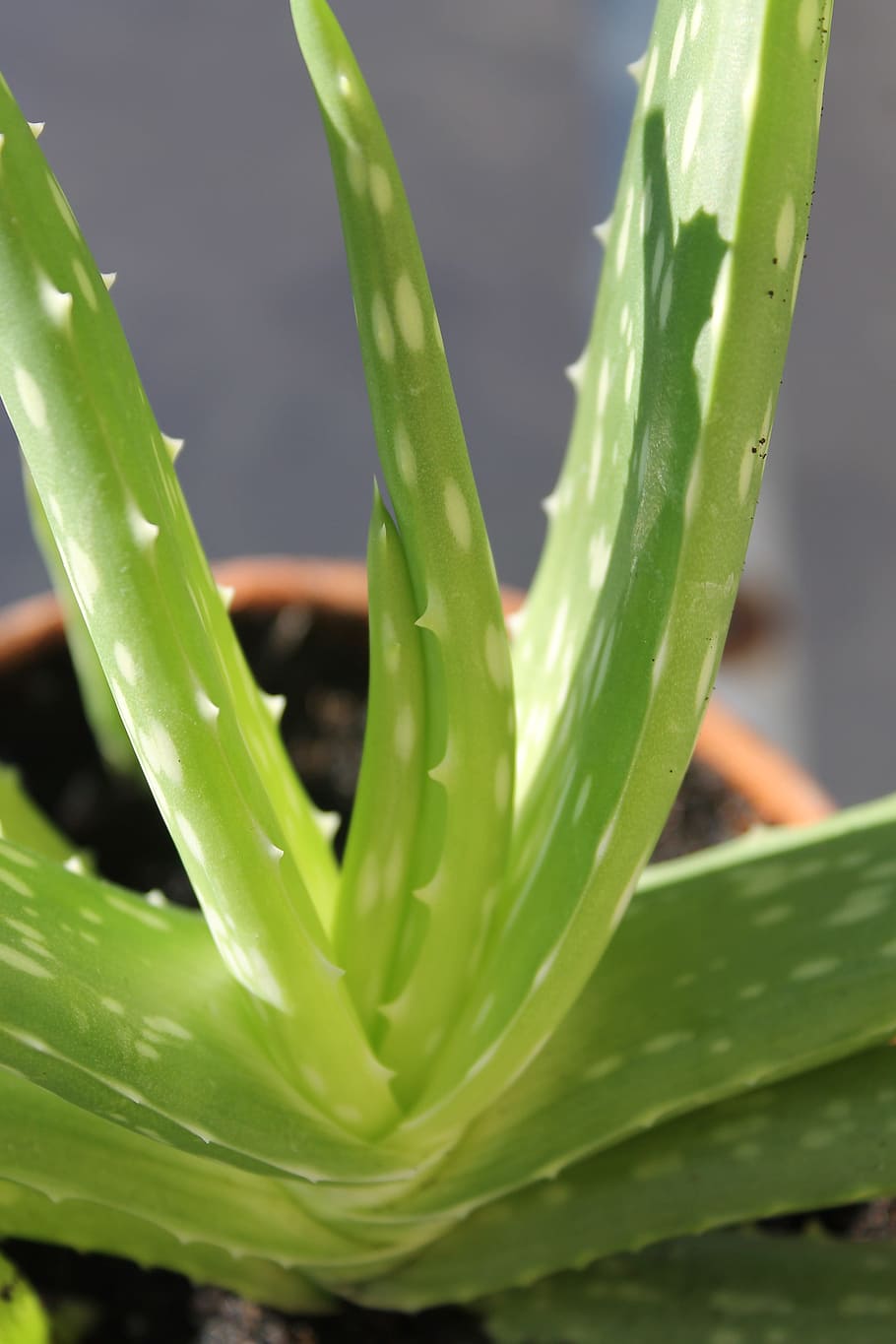 fotografia em close-up, em vaso, planta, Aloe Vera, Suculenta, Erva, Medicinal, herbal, aloe, vera