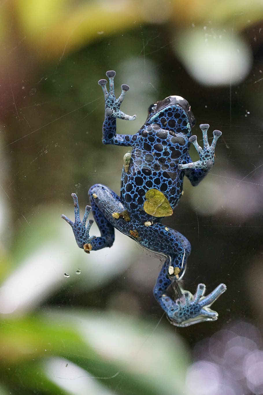 poison frog, frog, blue, toxic, animals in the wild, animal wildlife, animal themes, water, animal, one animal
