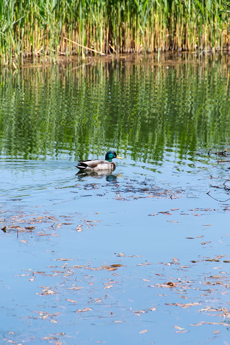 duck, crossword, pond, water, tom, reeds, reflection, animals, bird, kaczor