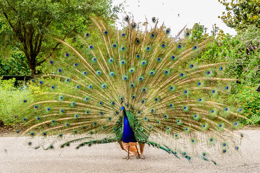 peacock, animal, bird, nature, feather, colorful, color, feathers, blue, zoo