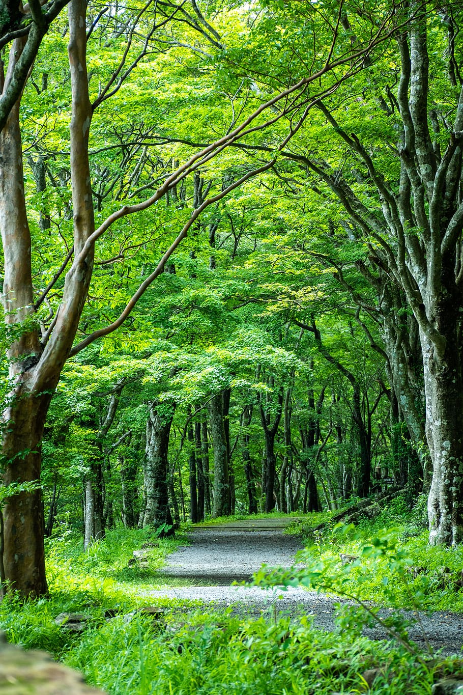 green, tree lined, road, japan, kanagawa japan, forest, lane, tree, leaf, plant