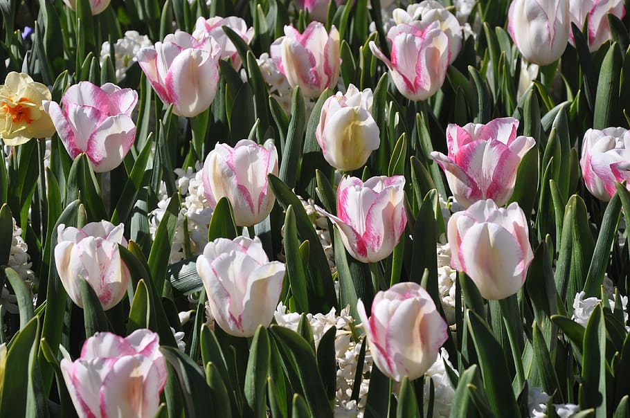 tulipán, flor, campo, color, flora, floral, colorido, floreciente, bloom, floriade