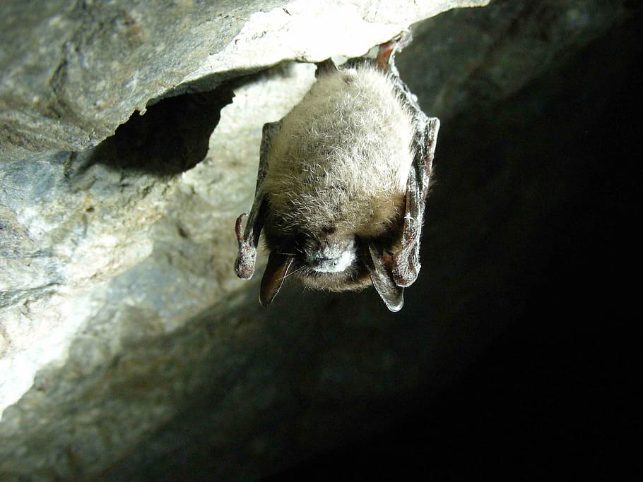 brown, bat, sleeping, cave, lucifugus, myotis, little, bats, animals, fauna