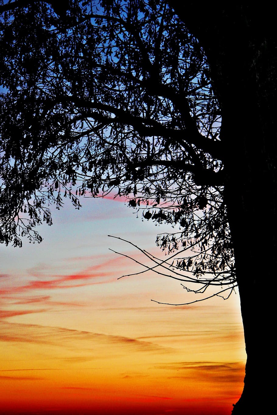 Sunset, Tree, Nature, Contrast, Colorful, sunset, tree, black, leaves, aesthetic, branches