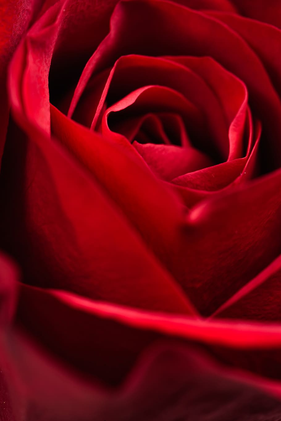 red, rose, macro, rose background, blossom, red rose, nature, romantic, closeup, rose petal