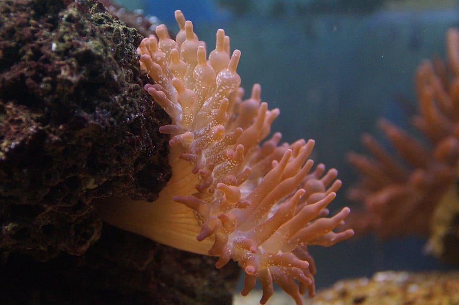 pink coral reef, Sea Anemone, Creature, anemone, sea, water, underwater, meeresbewohner, animal, bright
