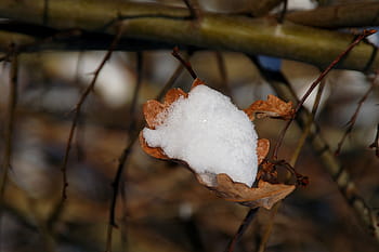 Image result for autumn leaf hidden by snow